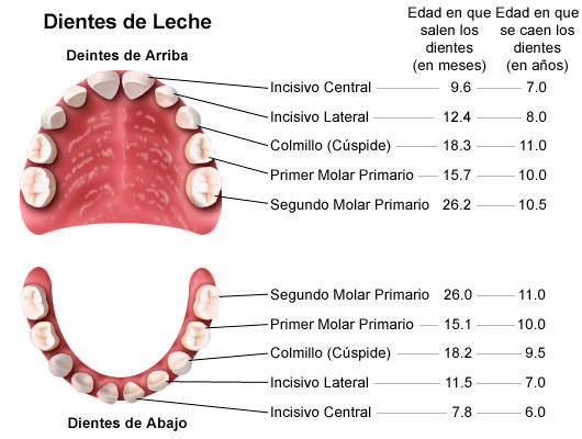 Orhodental Center