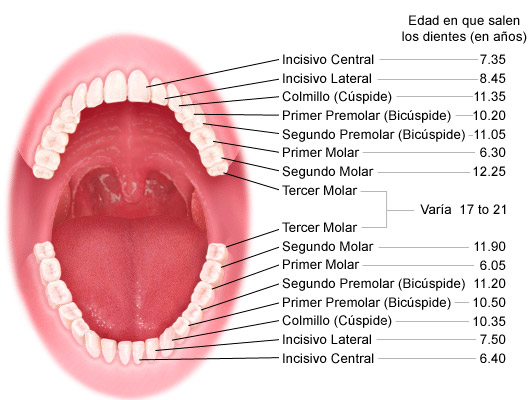 Orhodental Center