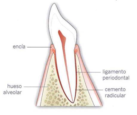 Orhodental Center