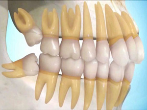 Orthodental